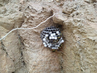 beehive yellow wasps on a rock
