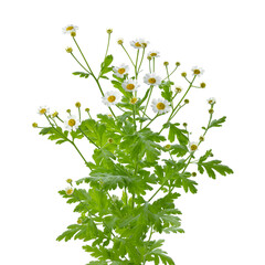 Sticker - Fresh blooming Feverfew