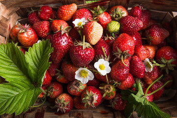 Wall Mural - Strawberry field on fruit farm. Fresh ripe organic strawberries in old basket on pick your own berry plantation.