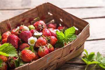 Wall Mural - Strawberry field on fruit farm. Fresh ripe organic strawberries in old basket on pick your own berry plantation.