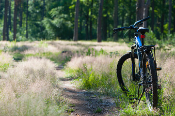 
a bicycle stands on a path in the grass near the forest