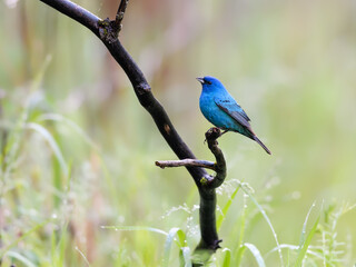 Indigo Bunting on Tree Branch in Spring on Green Background	
