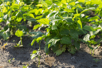 Wall Mural - A young beans plant seedling,  sunlit in close up, growing outdoors in an garden.