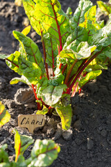 Wall Mural - A young chard  plant seedling,  sunlit in close up, growing outdoors in an garden.