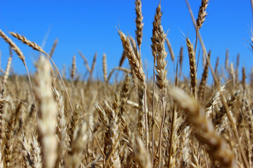 Ears of wheat against the sky