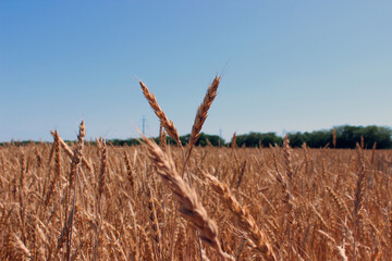 Ears of wheat against the sky