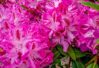 Wall Mural - pink flowers closeup