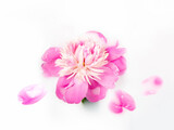 Fototapeta  - Pink peony in a bath with milk. Conceptual photography: purity, tenderness. Greeting card. Flat lay.