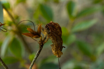 dead flower