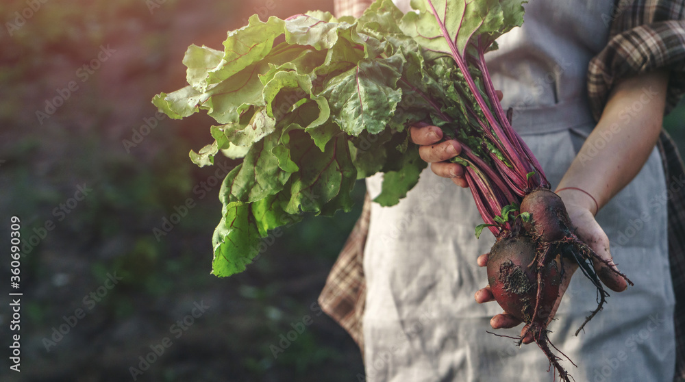 Farmers holding fresh beetroot in hands on farm at sunset. Woman hands holding freshly bunch harvest. Healthy organic food, vegetables, agriculture, close up - obrazy, fototapety, plakaty 