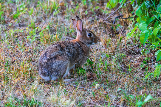 Eastern cottontail rabbit sitting in grass