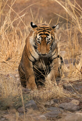  Tiger cub at Ranthambore Tiger Reserve