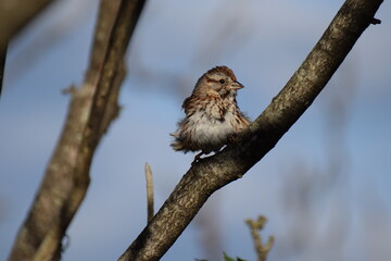 song sparrow