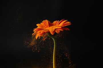 Wall Mural - gerbera flower with powder splash. power energy. colorful dust explode.