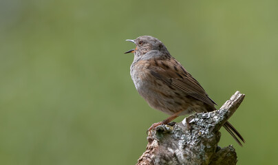 Wall Mural - Dunnock