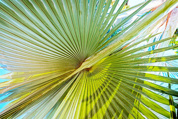 Wall Mural - palm leaves - tropical background