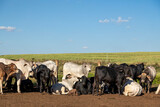 Fototapeta Pokój dzieciecy - Livestock in confinement, oxen, cows, sunny day