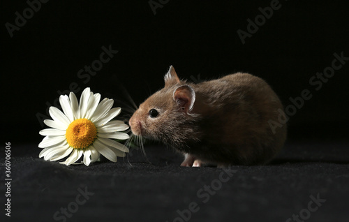 Cute brown hamster and camomile on a black background