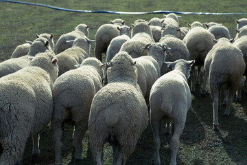 sheep in a field