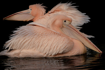 fine art photo of two pelicans