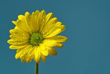 Single fresh yellow chrysanthemum, close-up shot, yellow daisies flowers isolated on Turkish color background.