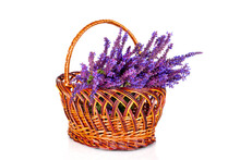 Beautiful Violet Wildflower Cornflowers Flowers In Basket Isolated On White Background