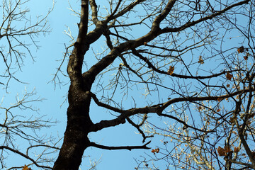 Canvas Print - branches of a tree