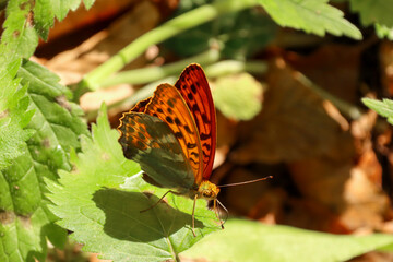 Schmetterling 2