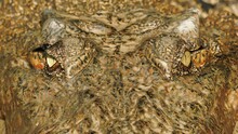 Close Up Of Crocodile Eye And Mouth. Big Crocodile Lying By The River. Wildlife And Nature Stock Footage.