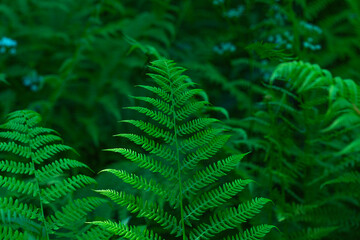  Growing green leaves of fern closeup in the forest.