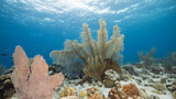 Fototapeta Do akwarium - Seascape in shallow water of coral reef in Caribbean Sea / Curacao with fish, Sea Fan / Gorgonian Coral and sponge