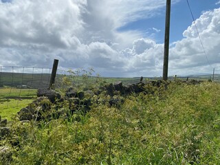 Broken down dry stone wall, with wild plants, and fields in the distance in, Cowling, Keighley, UK