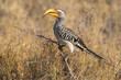 Southern Yellow-Billed Hornbill perching on the branch of a bush. Etosha National Park, Namibia..