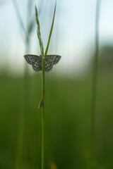 Poster - Closeup shot of a butterfly on a green plant with a blurred background