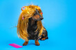 Beautiful dog in a disheveled wig with hairpins and curlers sitting next to a large pink comb on a blue background. Pet care, grooming. Copy space