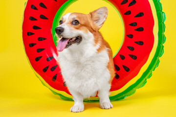 Wall Mural - adorable dog pembroke welsh corgi with a happy face smiling with tongue, relaxing on air mattress swim ring watermelon on a yellow background. Tourism, Recreation.