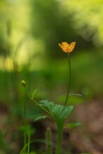 Closeup Shot Of A Beautiful Yellow Wildflower On A Blurred Background
