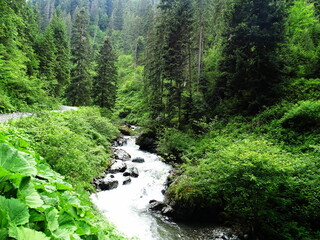 river in the forest