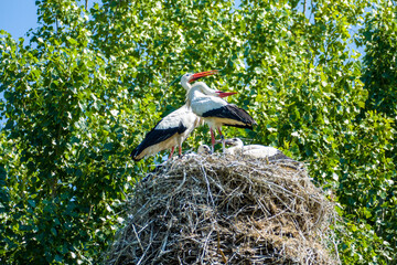 White stork family sitting their nest on a sunny summer day with trees in the background 