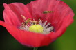 dzikie  owady  na  kwiatach  maku