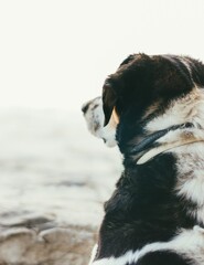 Vertical shot of a beautiful Bernese Mountain Dog from back