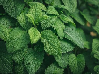 Sticker - Closeup shot of fresh green mint plant in a pot