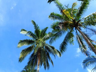 Coconut palm tree foliage under sky. Vintage background. Retro toned poster.