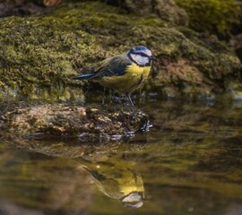 Sticker - Closeup shot of a yellow-breasted blue tit standing on a rock surface