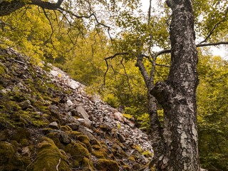 Sticker - Amazing shot of a dense forest on a rocky hillside