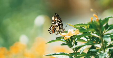 Wall Mural - butterfly with flower and sunshine
