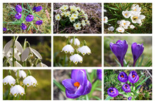 Photo Collage. Spring Flowers: Crocuses, Snowdrops And Primroses.