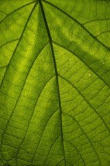 Wall Mural - Closeup shot of a green leaf patterns- perfect for green wallpapers