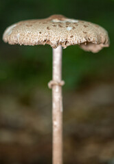 Mushroom