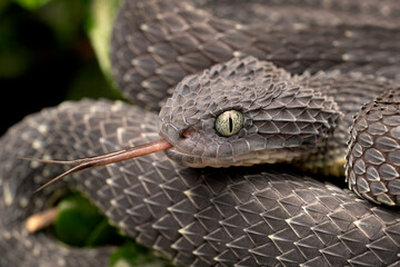 Wall Mural - Venomous Bush Viper Snake (Atheris squamigera) with forked tongue